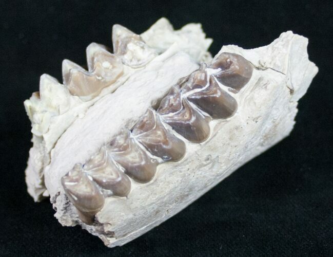 Oreodont (Merycoidodon) Jaw Section - Nebraska #10518
